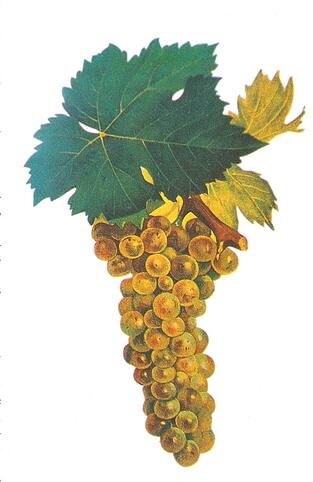 Muscat blanc à petits grains Viala et Vermorel